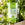 Empathy House Plant Biofertiliser among green houseplants in a planter. 