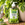House Plant Pump & Feed