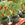 Potted plants with red and green peppers growing outdoors
