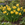 Narcissus Tete a Tete Bulbs