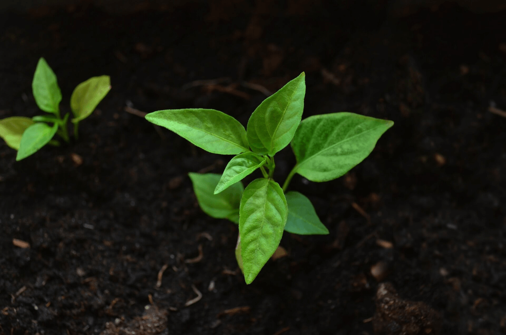 plant