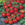 Red tomatoes on a vine with green leaves on a stone surface