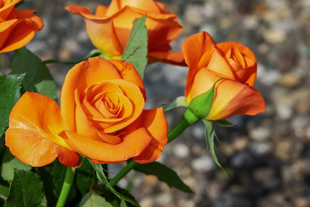 roses in west facing garden