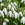 White flowers with green stems and leaves on a blurred natural background