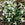 White flowers with green stems and leaves on a natural background