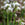 White flowers with green stems against a blurred natural background