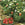 Strawberry plants with ripe and unripe strawberries, and a bowl of red strawberries on straw.