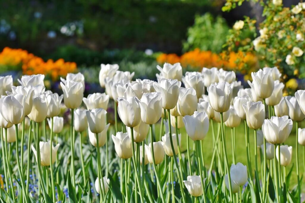 tulips