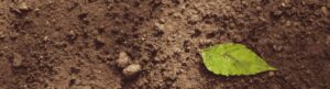 Soil and green leaf