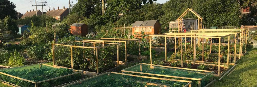 allotment garden