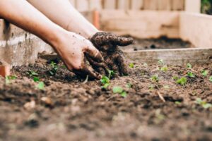 Muddy hands in the soil.