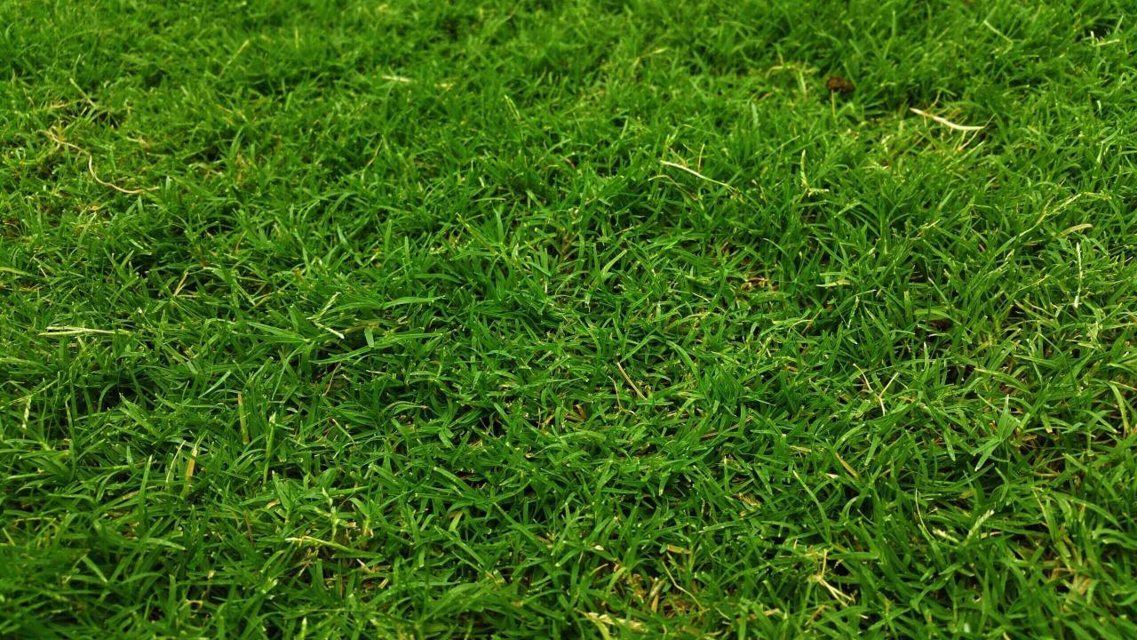 turf grass