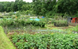 allotment