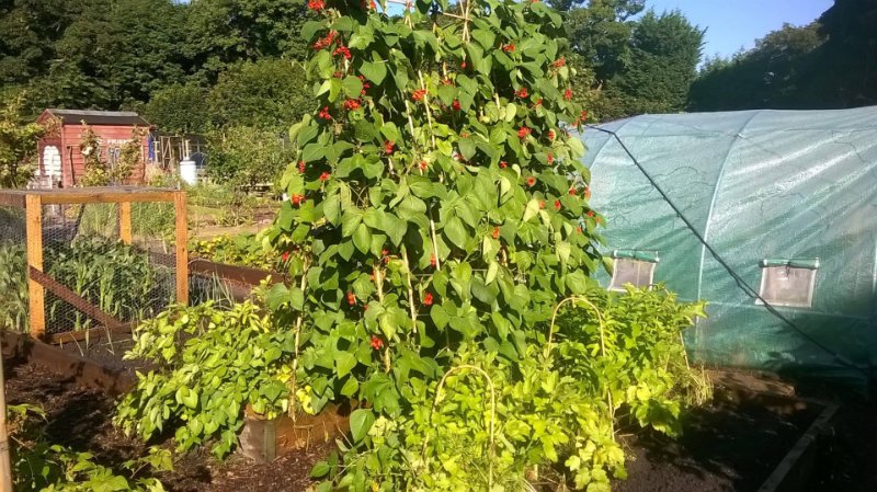 A lreen vegetable garden filled with various plants, with a wooden garden shed in the background.