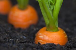 carrots growing in soil