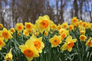 daffodils