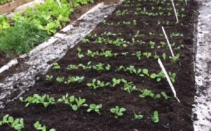 cabbage crop