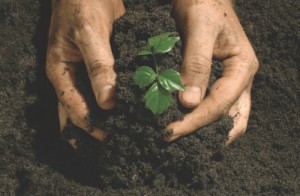 hands in soil