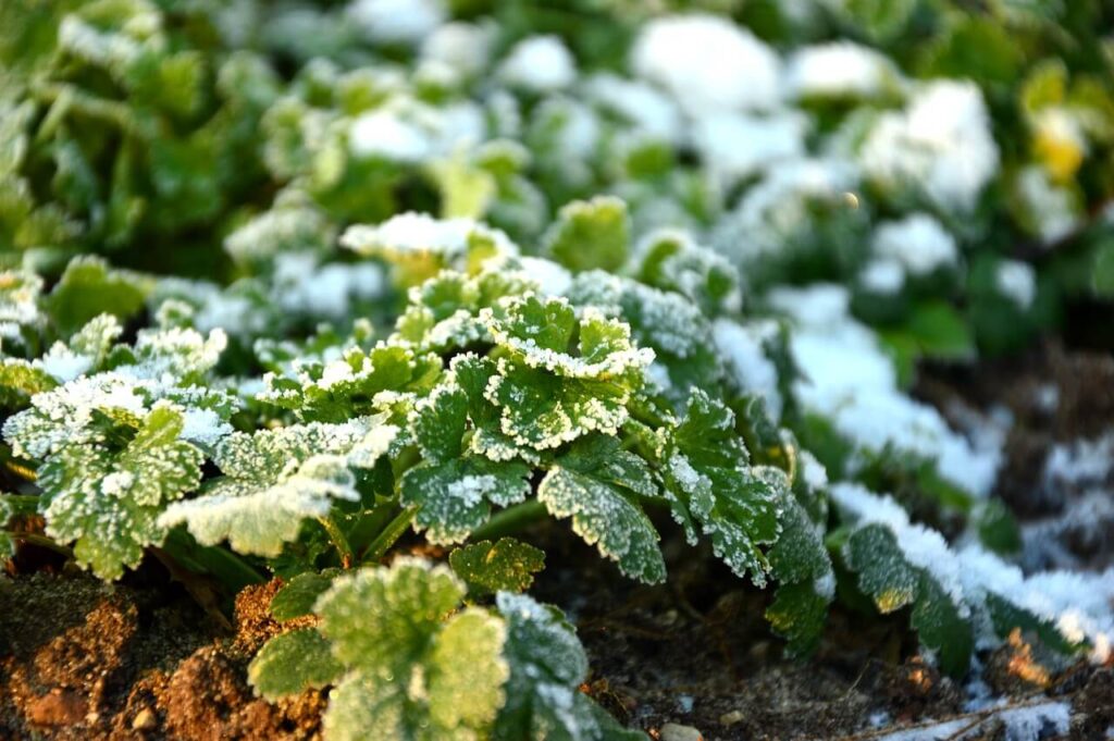 herbs with frost
