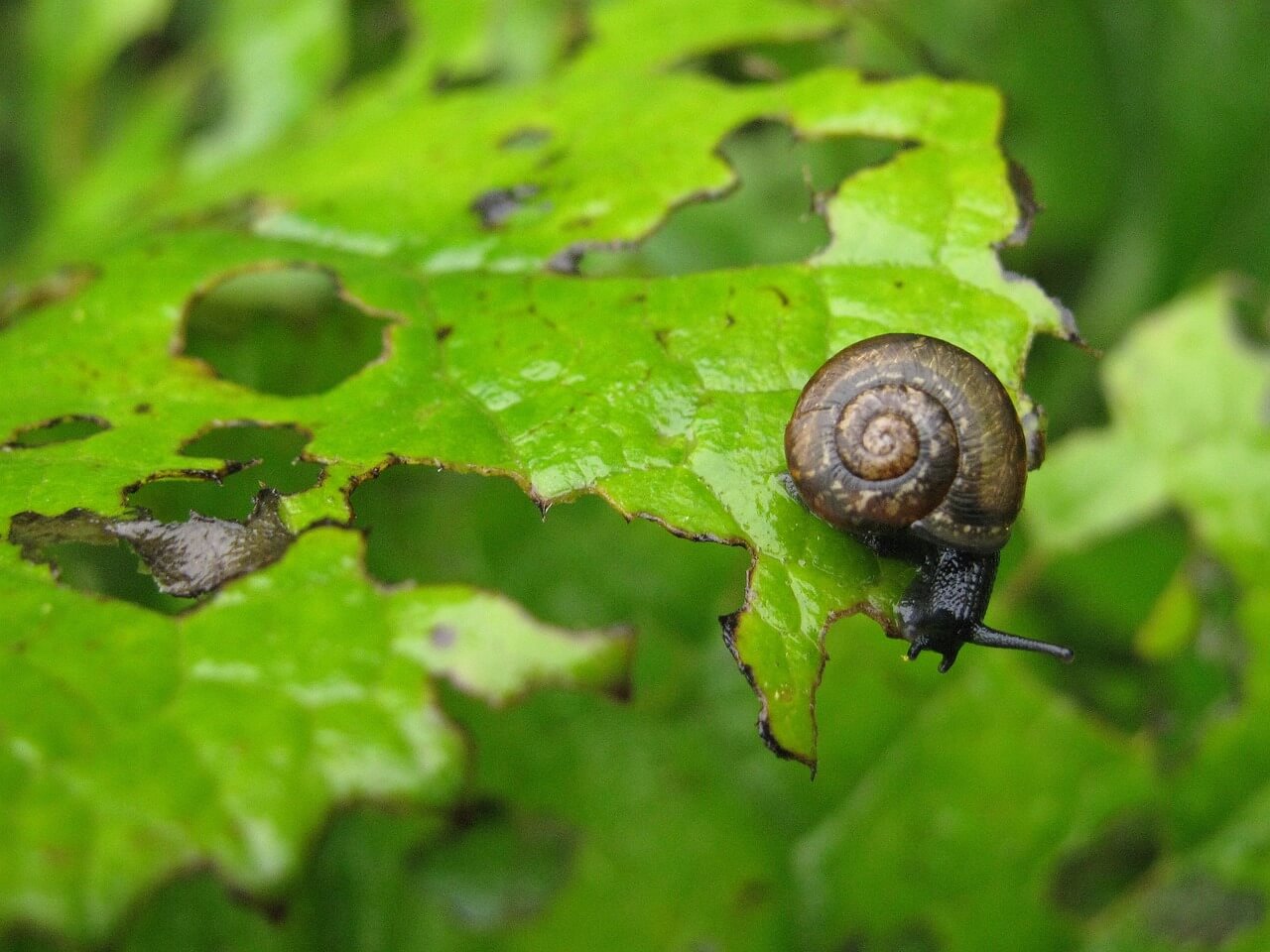 Pest Repellant Copper Wire: Copper Wire For Slugs And Snails