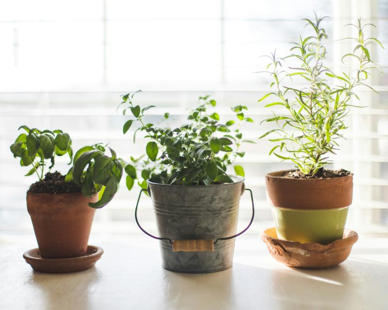 Indoor herbs in containers