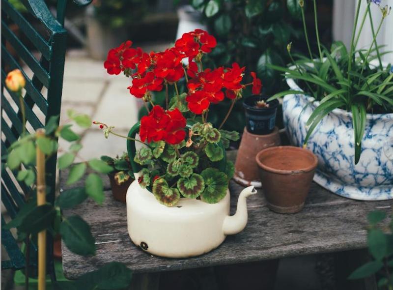 plants in a teapot