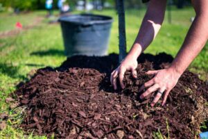 hands spreading mulch