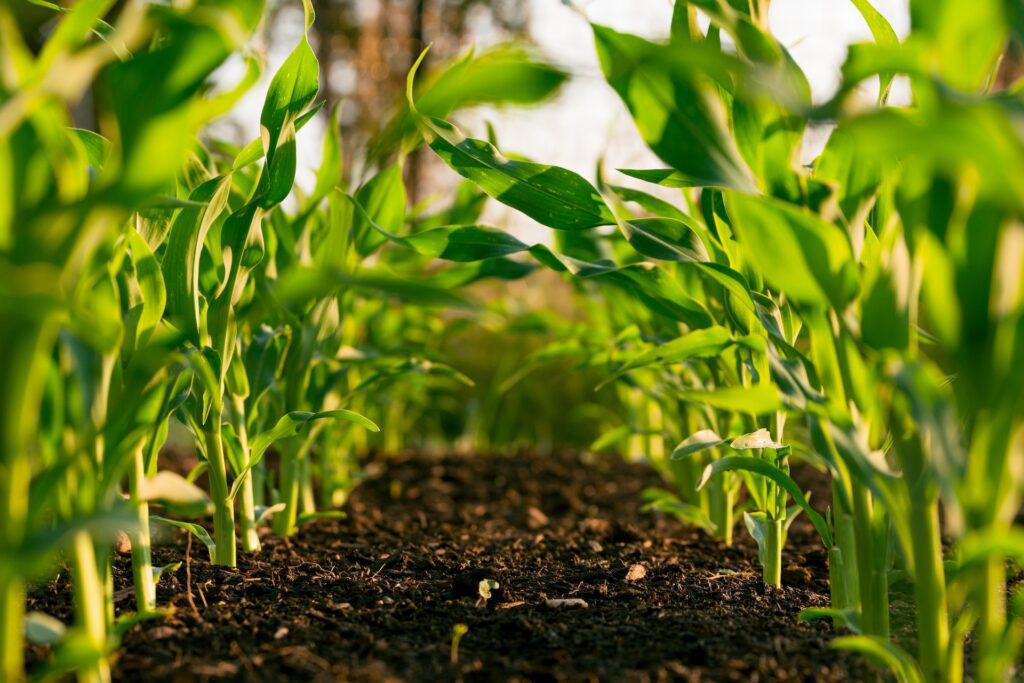 plant crop