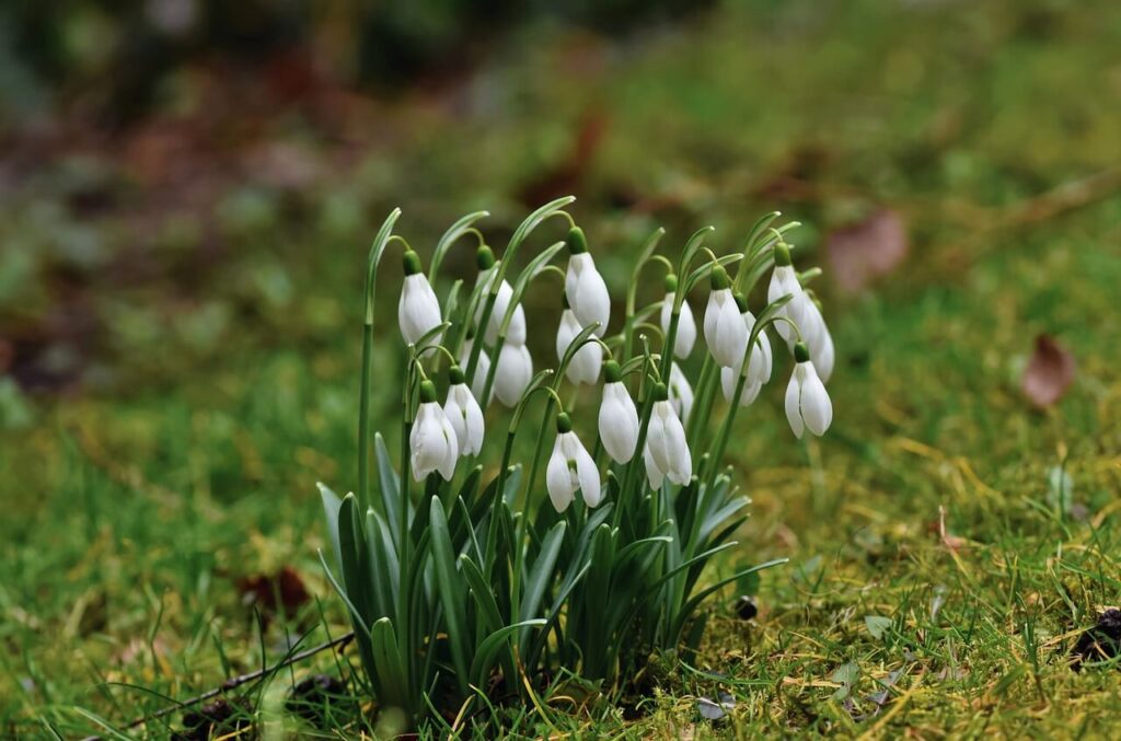 snowdrops