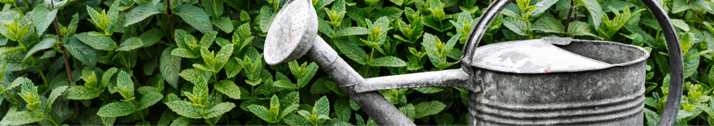 Green leaves in the background with a metal watering can in the foreground.