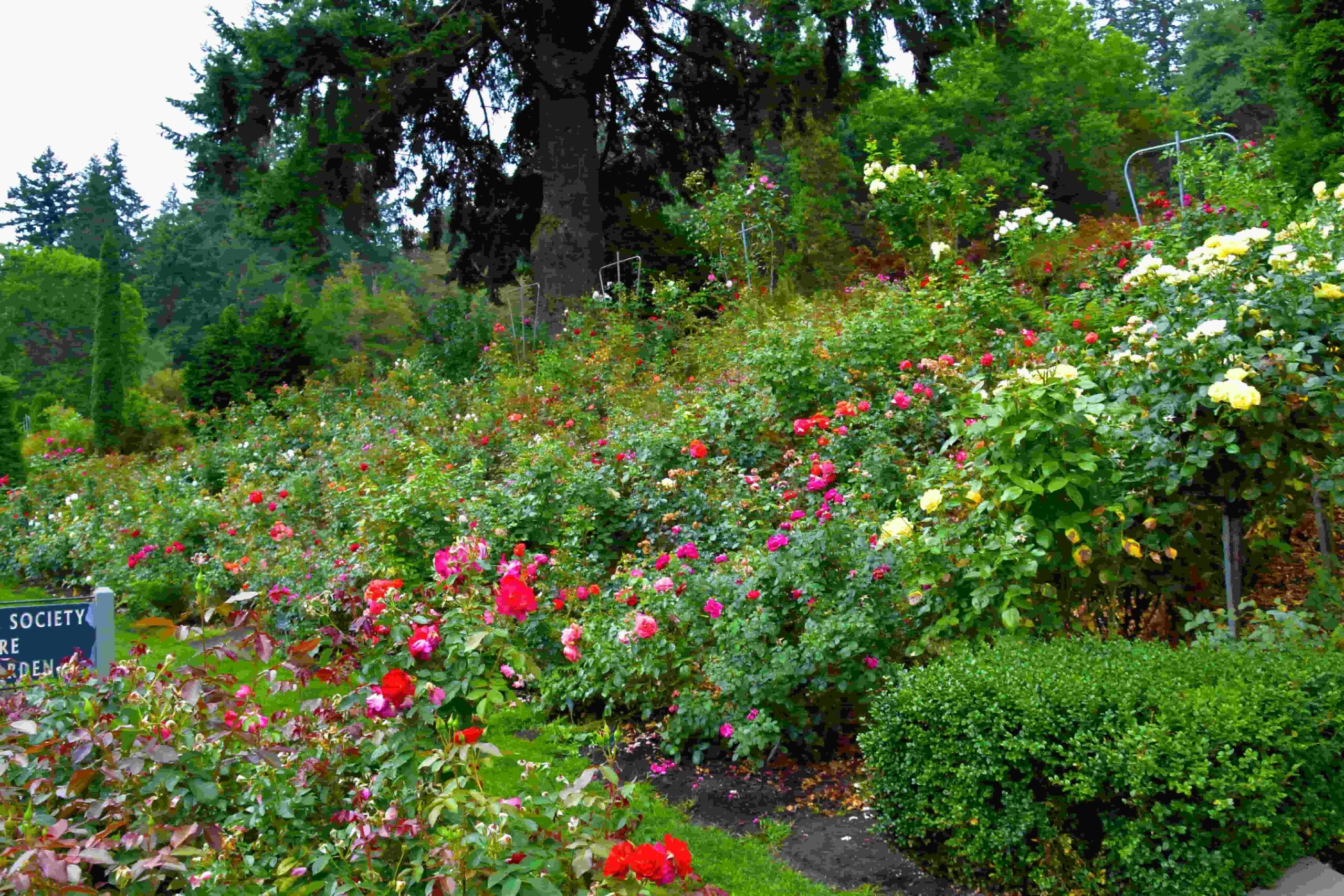 sloping garden