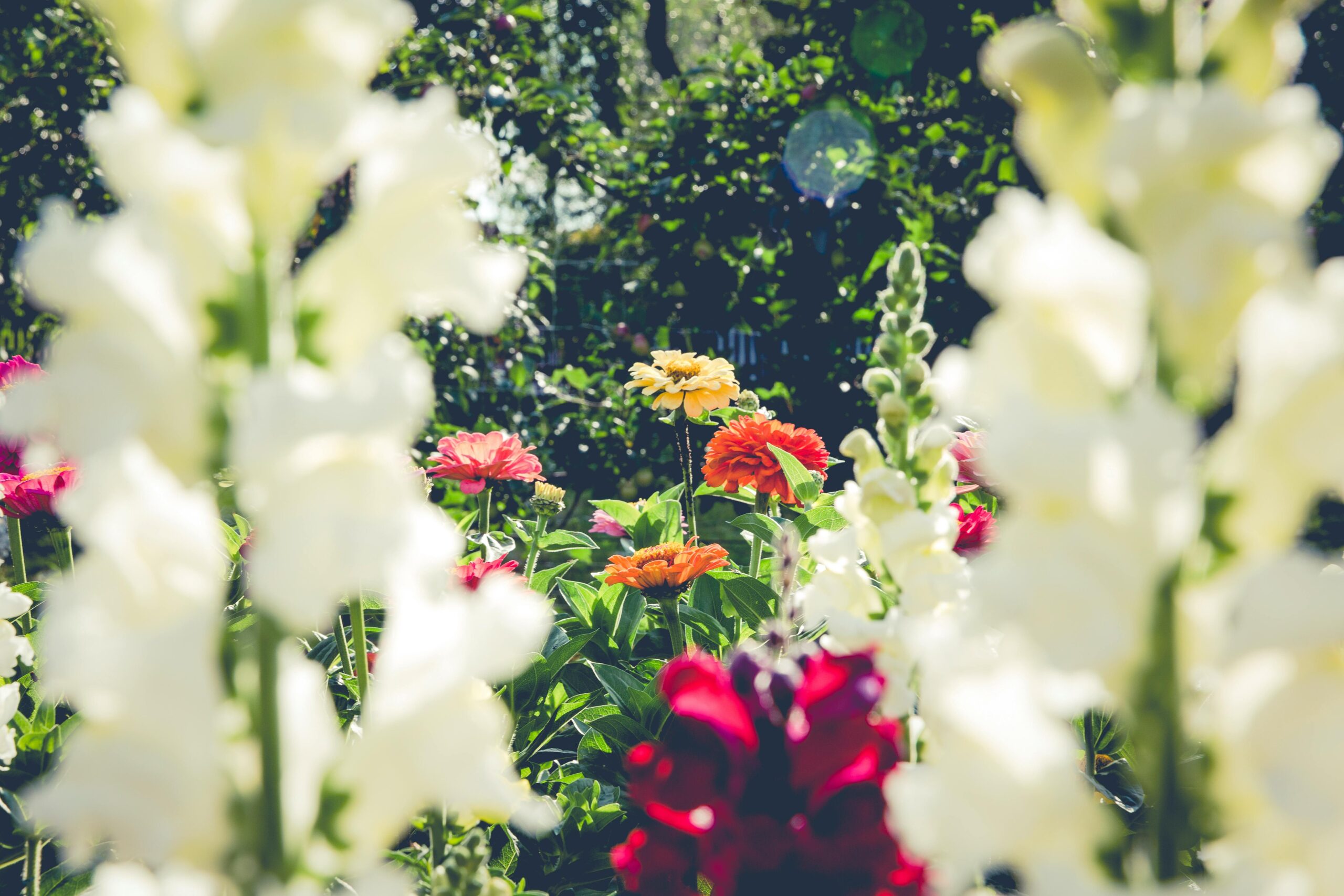 Close up image of a garden in bloom with large white and red flowers